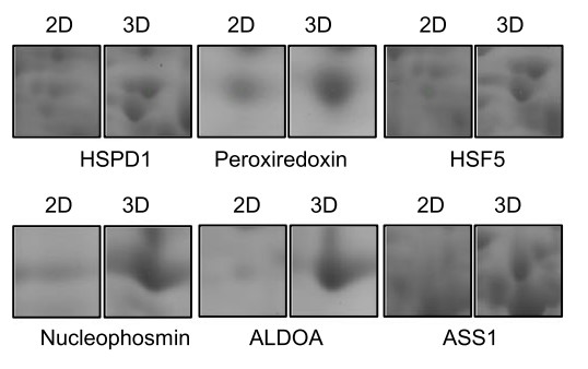 Expression of ASS1 in 2D or 3D-culured system.jpg